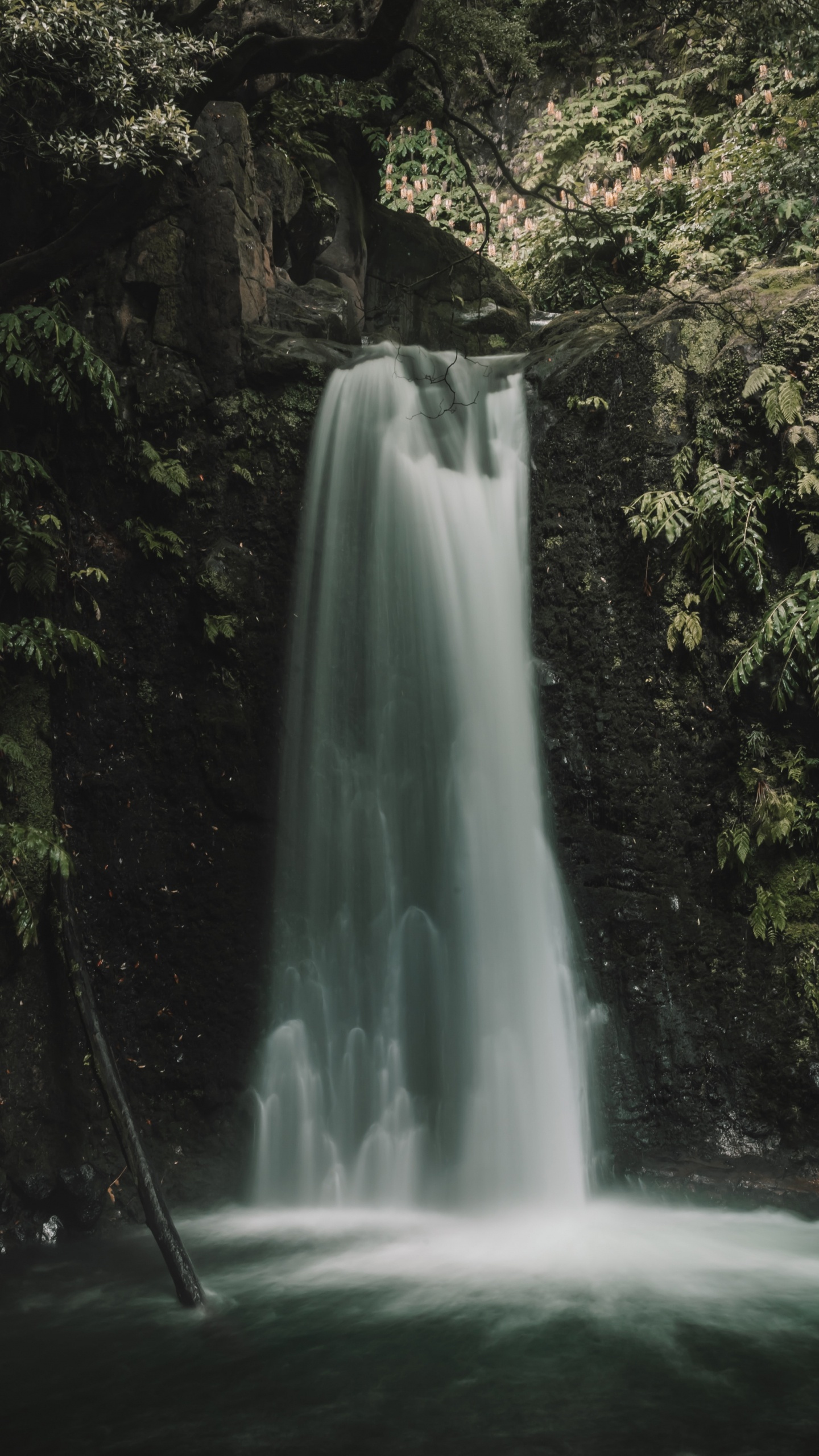 Vegetation, Rainforest, Body of Water, Tree, Nature. Wallpaper in 1440x2560 Resolution