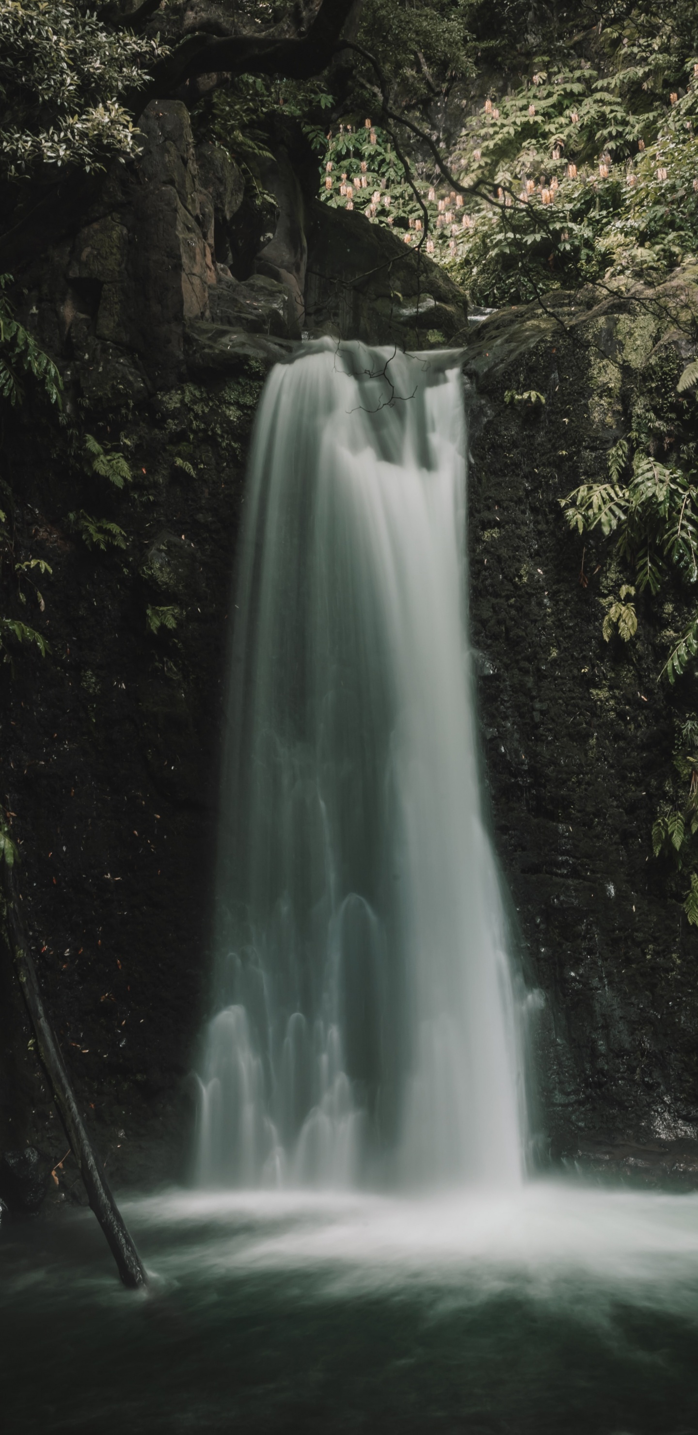 Vegetation, Rainforest, Body of Water, Tree, Nature. Wallpaper in 1440x2960 Resolution