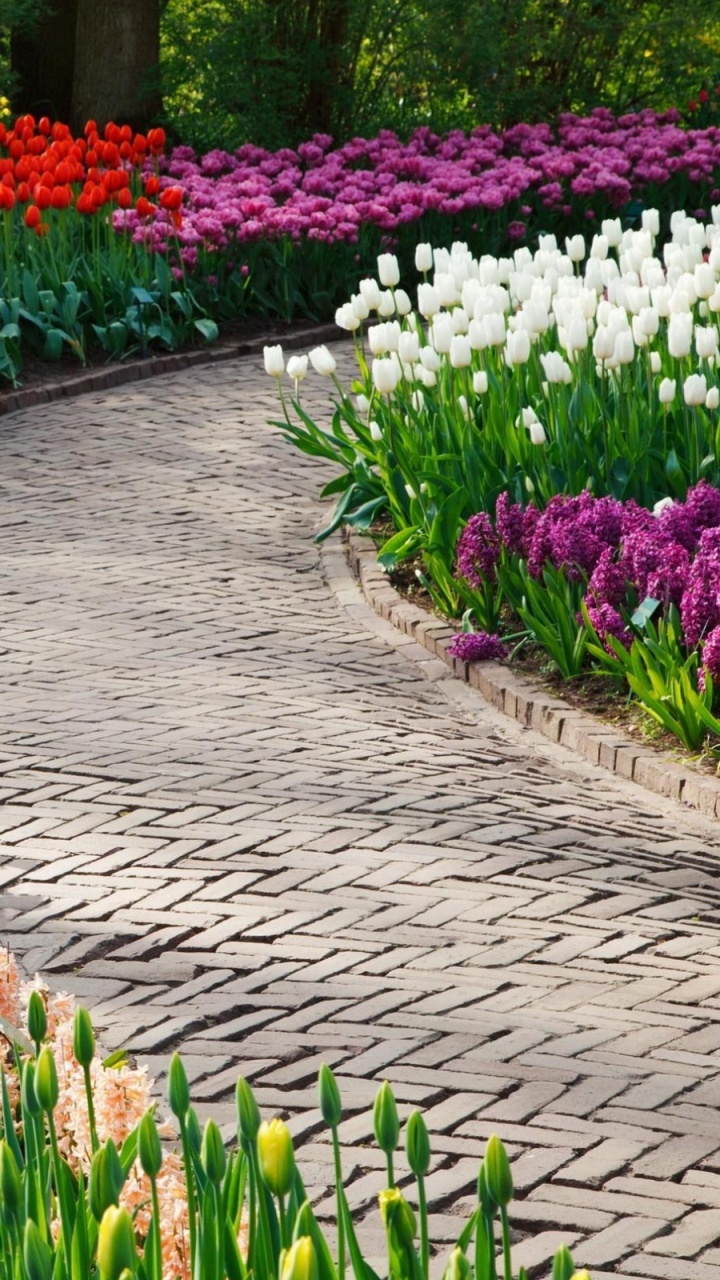 花园, 花花园, 美化, 显花植物, 弹簧 壁纸 720x1280 允许