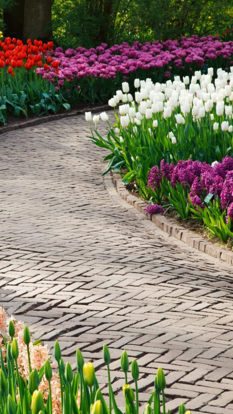 花园, 花花园, 美化, 显花植物, 弹簧 壁纸 750x1334 允许