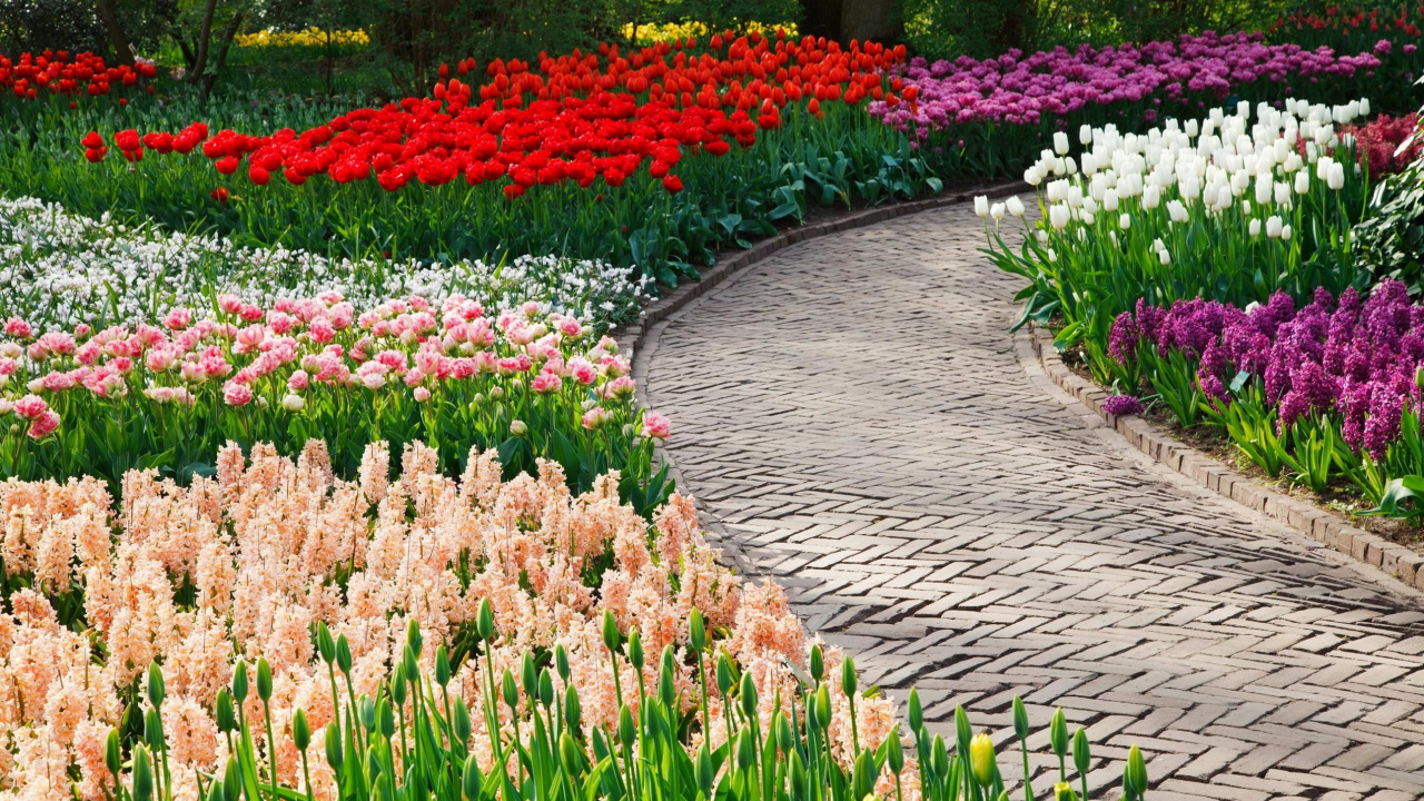 Red and White Flower Garden. Wallpaper in 1280x720 Resolution