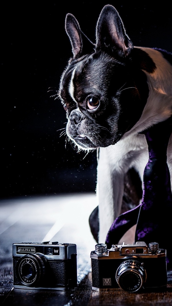 Cachorro Bulldog Francés Blanco y Negro. Wallpaper in 720x1280 Resolution