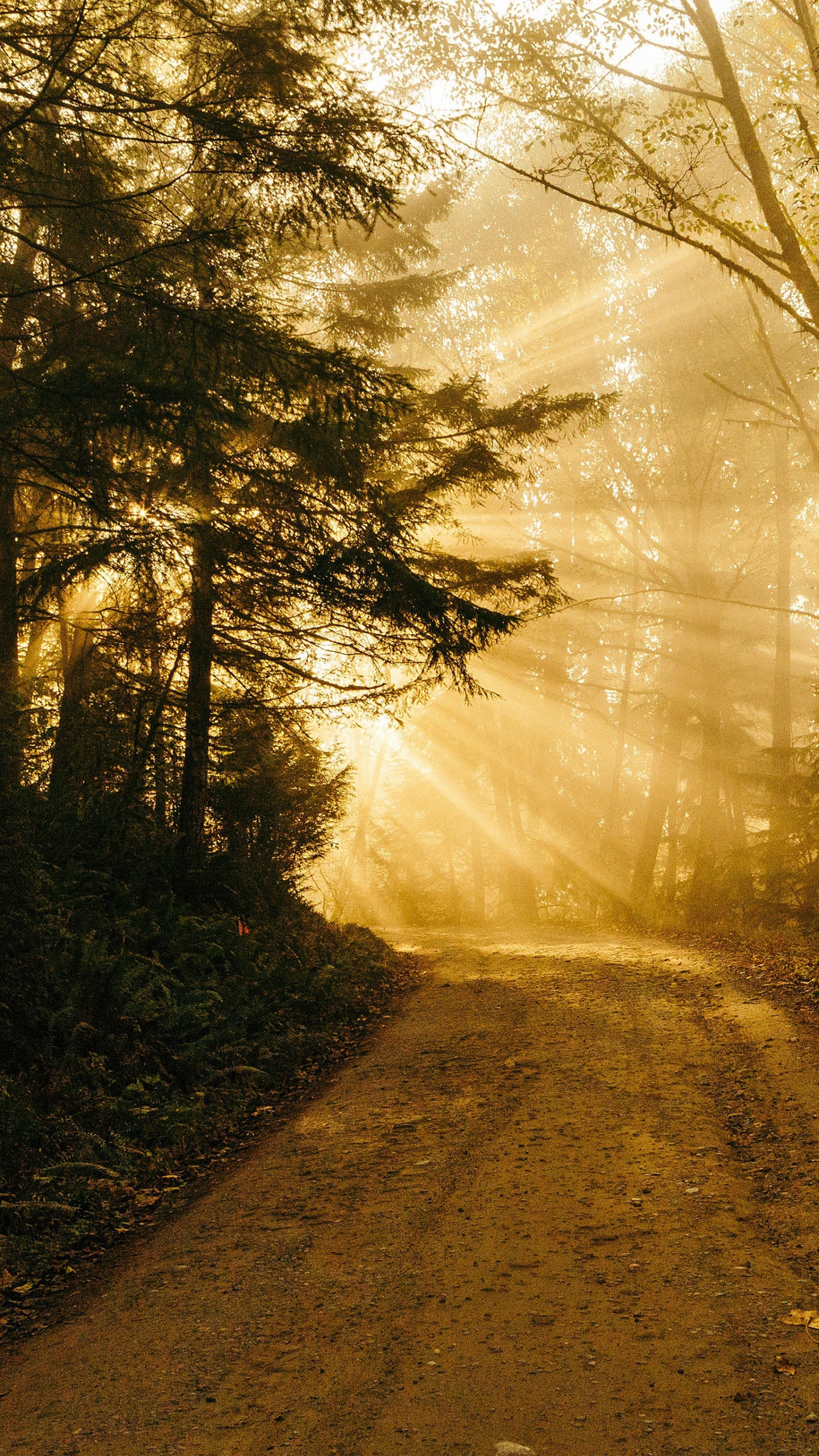 Ipad, Ipad Pro, IPhone, Camino Cubierto, Naturaleza. Wallpaper in 1440x2560 Resolution