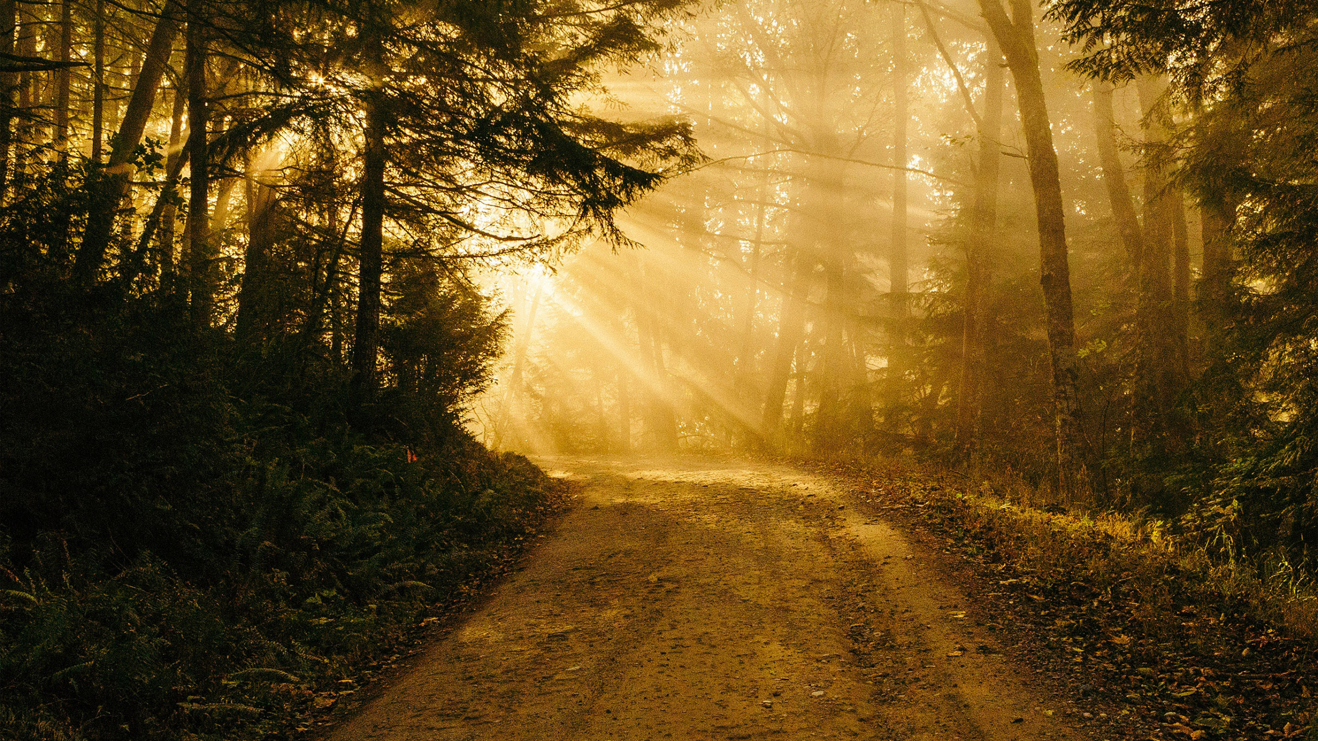 Ipad, Ipad Pro, IPhone, Camino Cubierto, Naturaleza. Wallpaper in 2560x1440 Resolution