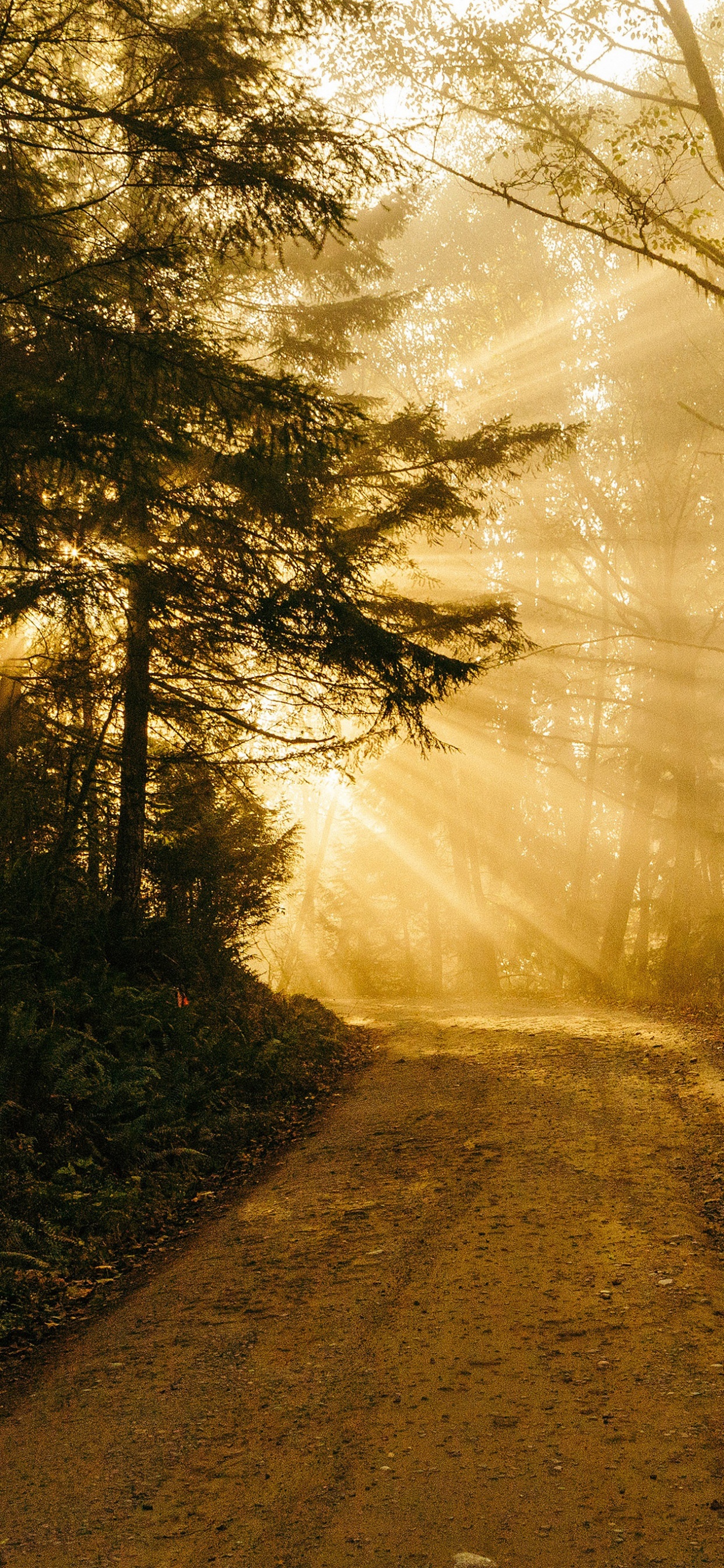 IPad, Ipad Pro, IPhone, Chemin Envahi, Nature. Wallpaper in 1242x2688 Resolution