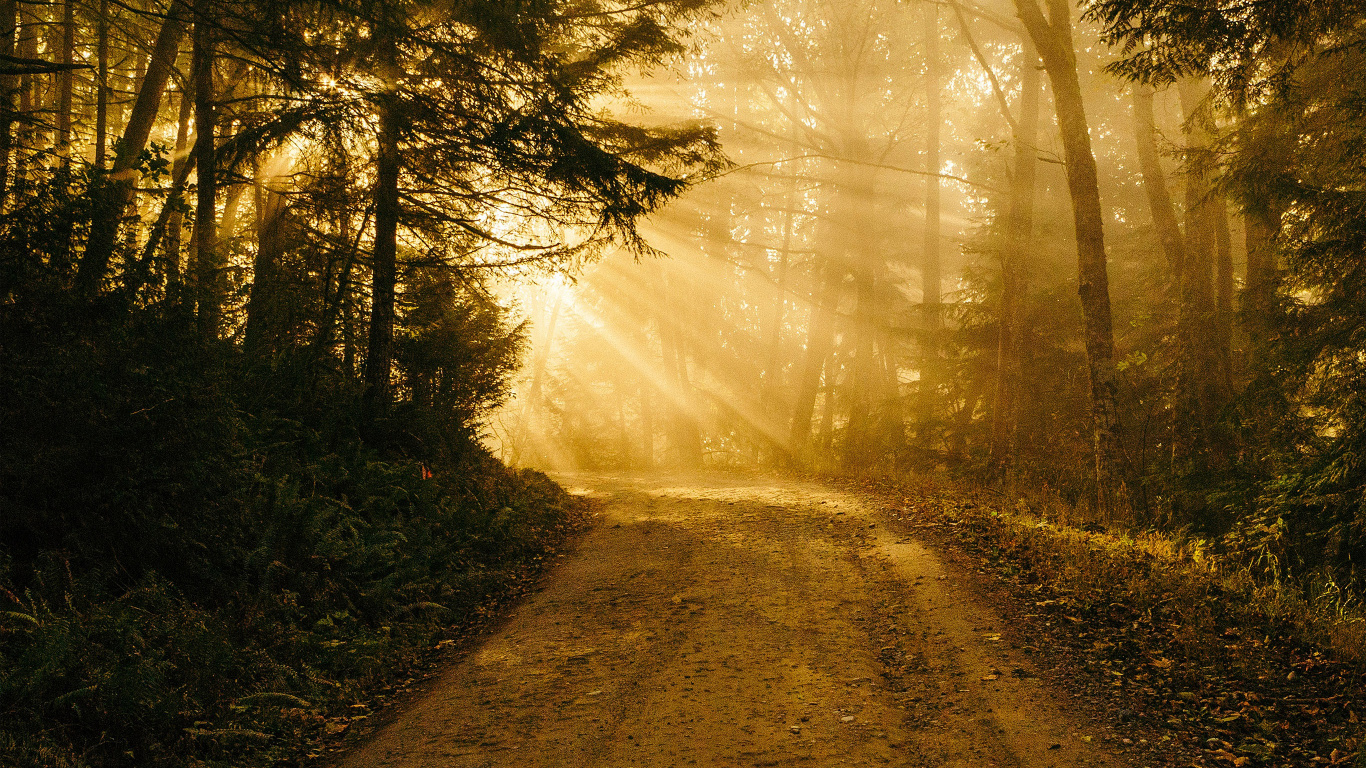 Ipad, Ipad Pro, IPhone, Overgrown Path, Nature. Wallpaper in 1366x768 Resolution