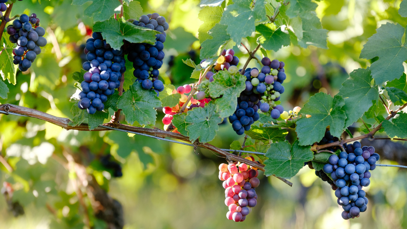 Spätburgunder, Wein, Rotwein, Traube, Blühende Pflanze. Wallpaper in 1366x768 Resolution