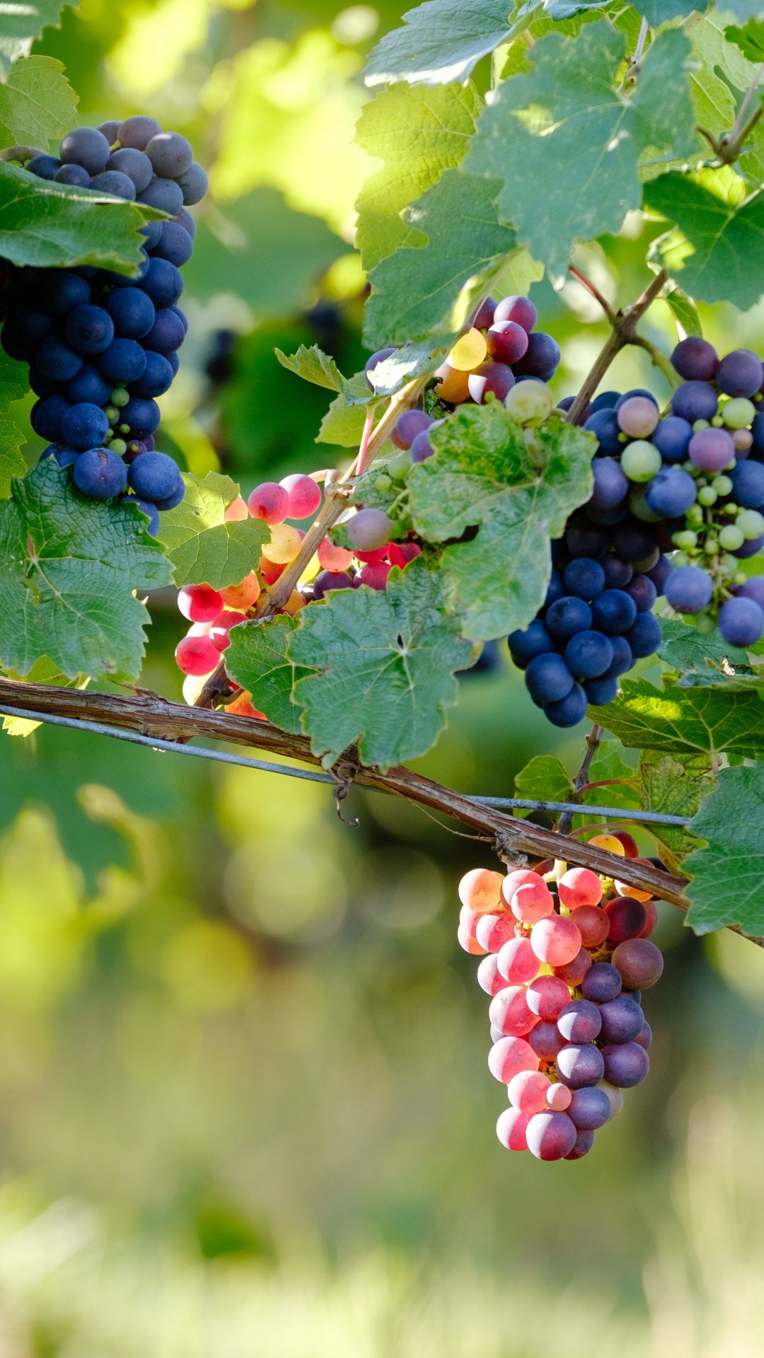 Pinot Noir, Vin, Vin Rouge, Raisin, la Floraison de la Plante. Wallpaper in 1080x1920 Resolution