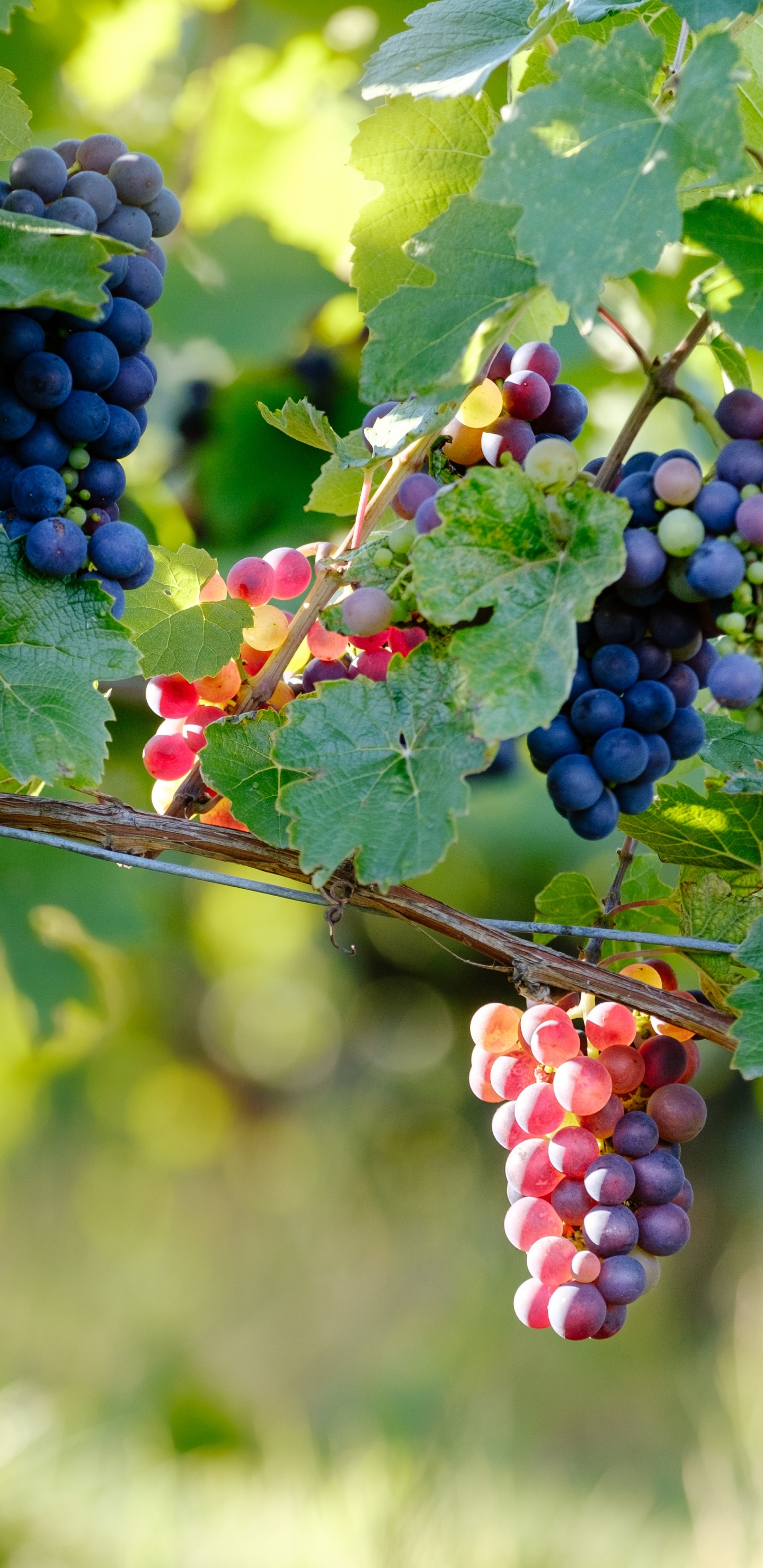 Pinot Noir, Vin, Vin Rouge, Raisin, la Floraison de la Plante. Wallpaper in 1440x2960 Resolution