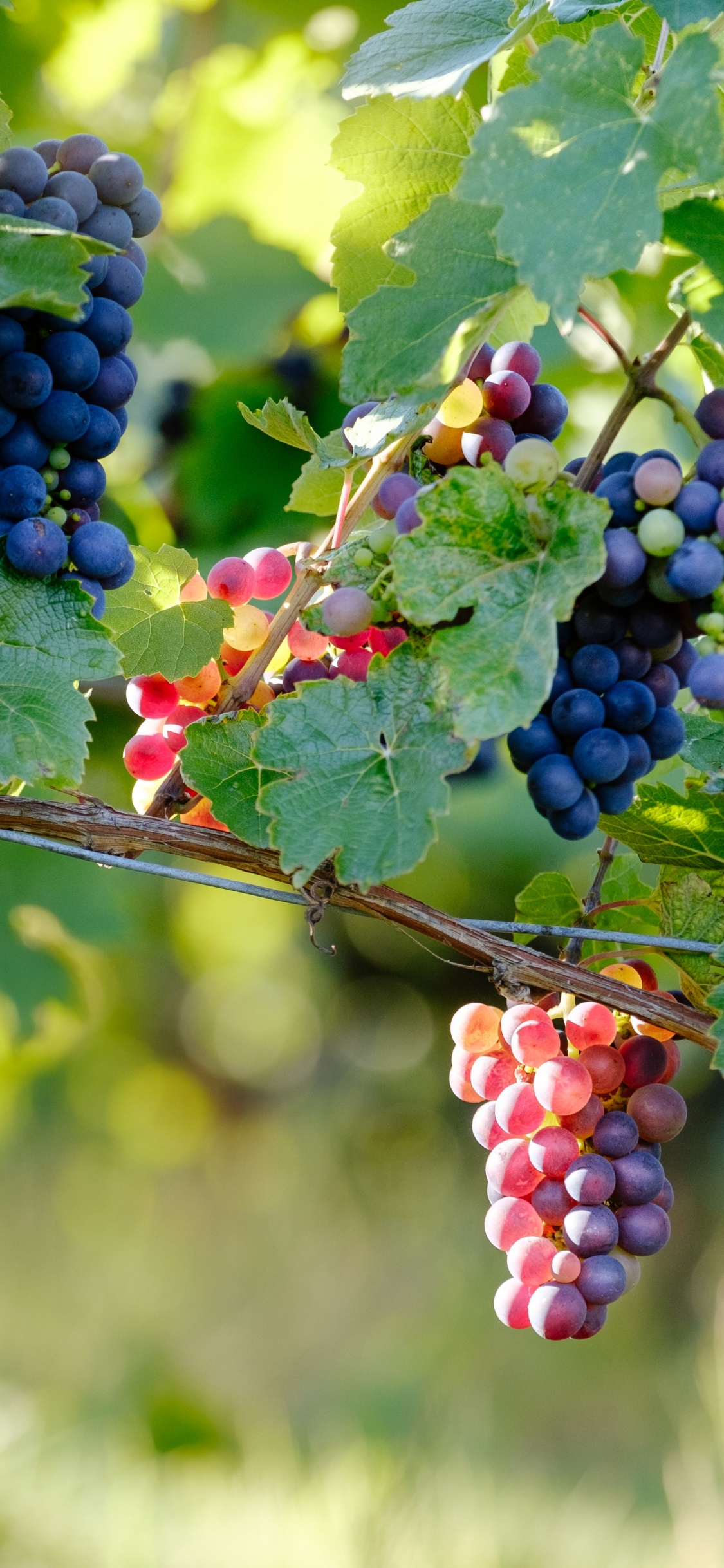 Pinot Noir, Wine, Red Wine, Grape, Flowering Plant. Wallpaper in 1125x2436 Resolution