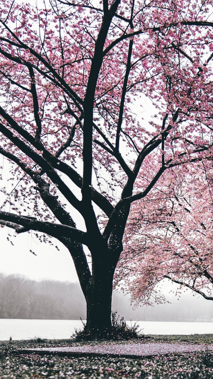 Sakura Tree, Cherry Blossom, Blossom, Tree, Nature. Wallpaper in 720x1280 Resolution