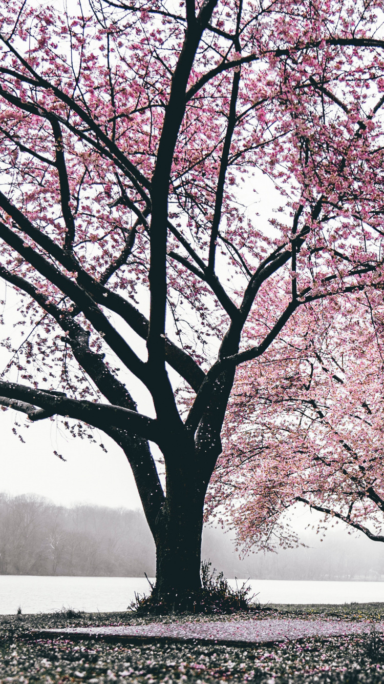 Sakura Tree, Cherry Blossom, Blossom, Tree, Nature. Wallpaper in 750x1334 Resolution