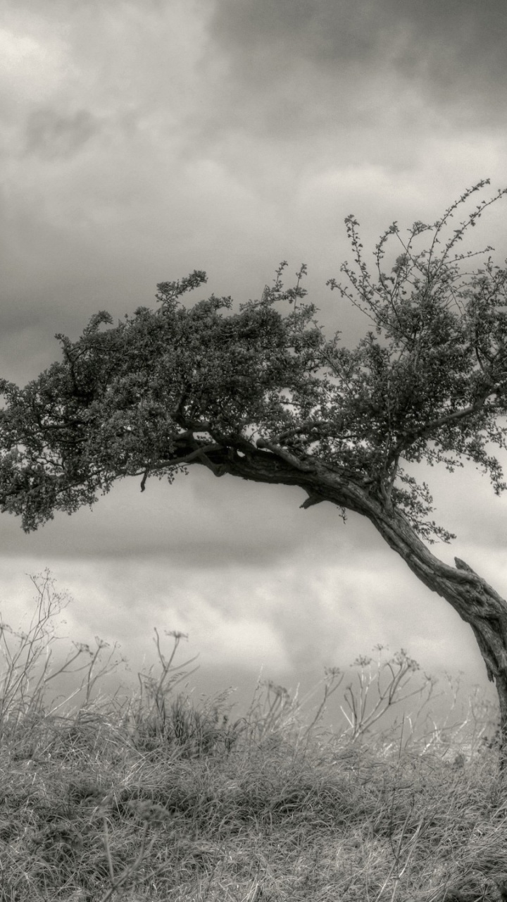 Árbol Verde en el Campo de Hierba Marrón Durante el Día. Wallpaper in 720x1280 Resolution