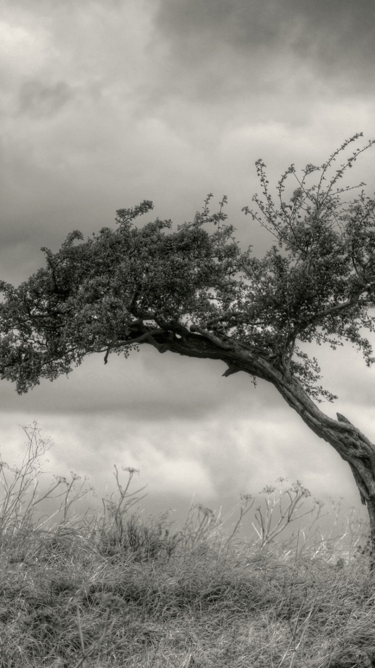 Árbol Verde en el Campo de Hierba Marrón Durante el Día. Wallpaper in 750x1334 Resolution