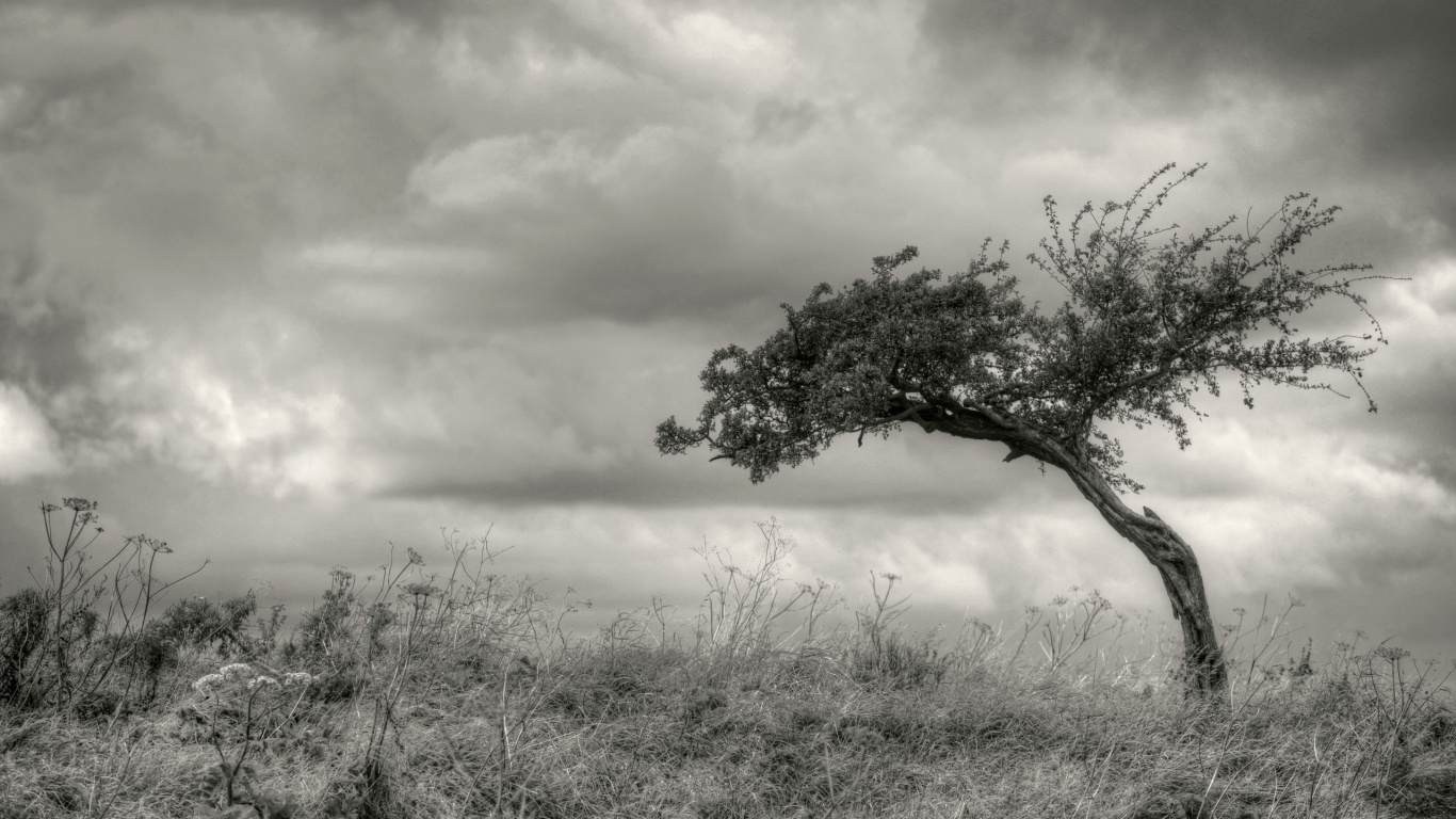 Green Tree on Brown Grass Field During Daytime. Wallpaper in 1366x768 Resolution