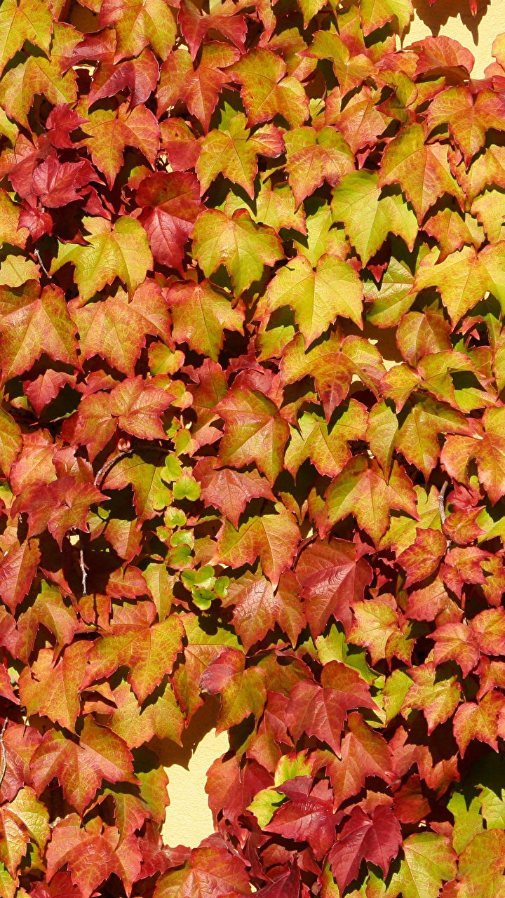 Hojas de Arce Amarillas y Rojas. Wallpaper in 720x1280 Resolution