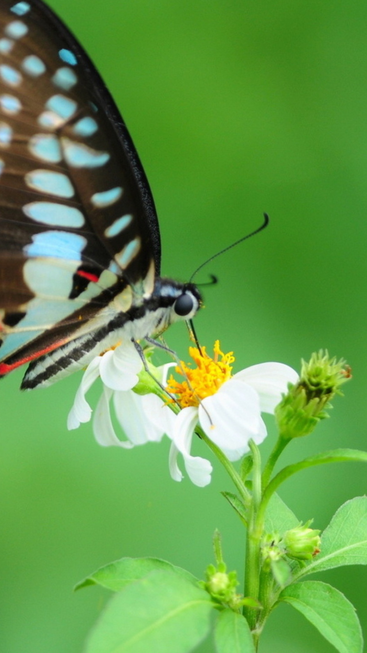 Papillon Noir et Blanc Perché Sur Une Fleur Blanche en Photographie Rapprochée Pendant la Journée. Wallpaper in 750x1334 Resolution
