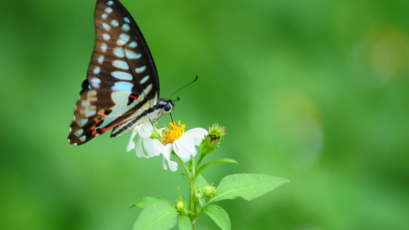 Schwarz-Weiß-Schmetterling Thront Auf Weißer Blume in Nahaufnahme Während Des Tages. Wallpaper in 1366x768 Resolution
