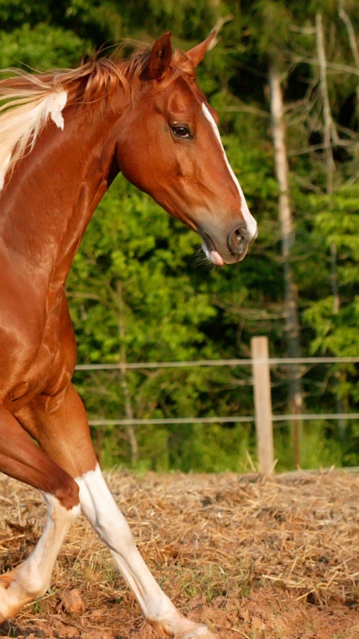 Caballo Marrón y Blanco de Pie Sobre el Campo de Hierba Marrón Durante el Día. Wallpaper in 720x1280 Resolution