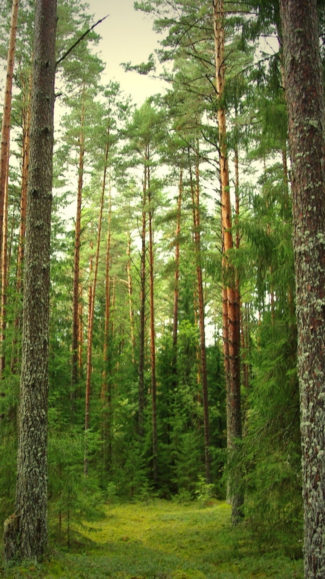 Green Trees on Green Grass Field During Daytime. Wallpaper in 1080x1920 Resolution