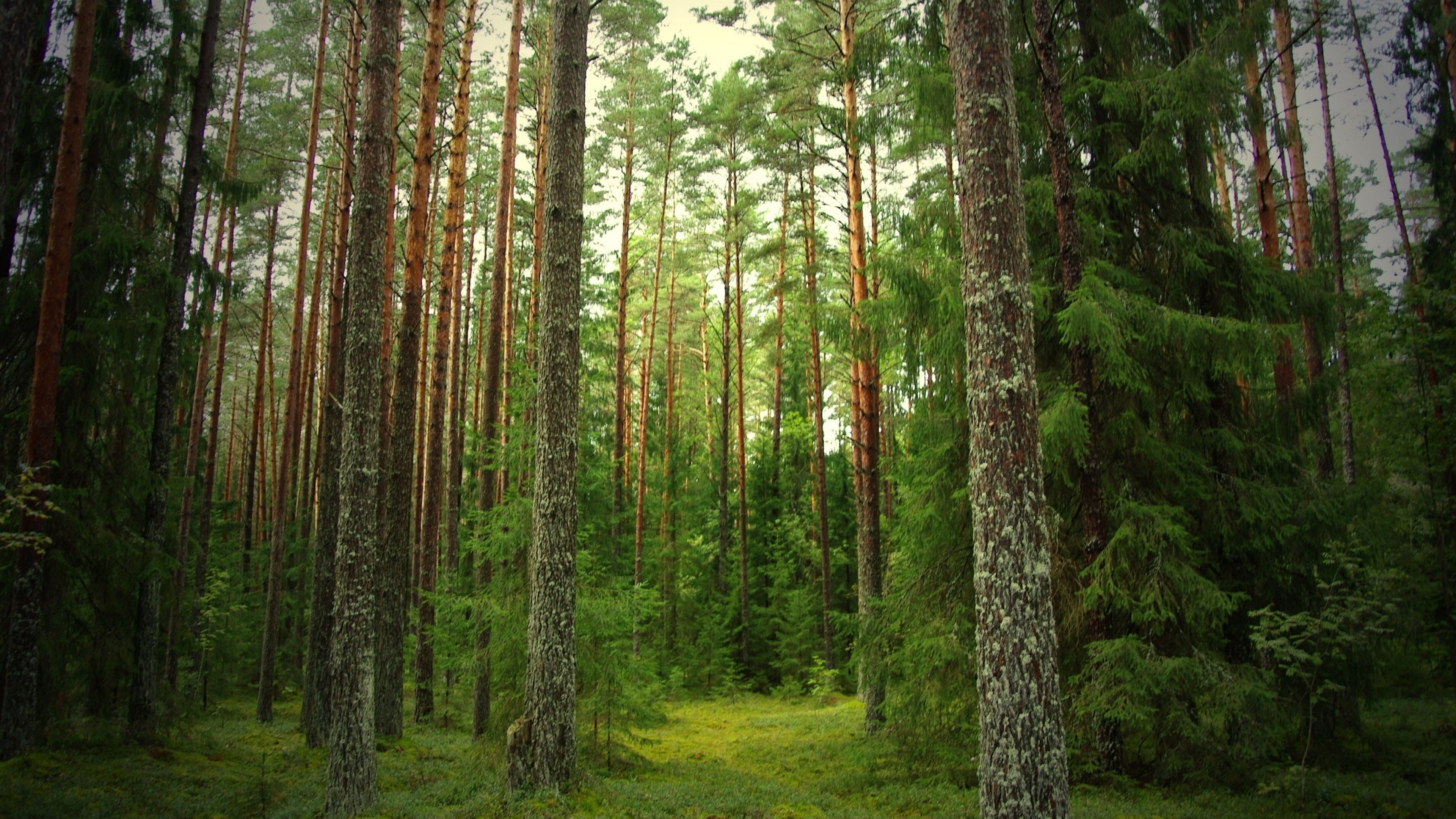 Green Trees on Green Grass Field During Daytime. Wallpaper in 3840x2160 Resolution