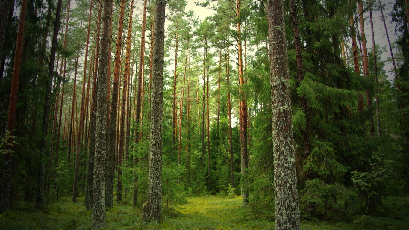 Árboles Verdes en el Campo de Hierba Verde Durante el Día. Wallpaper in 1366x768 Resolution