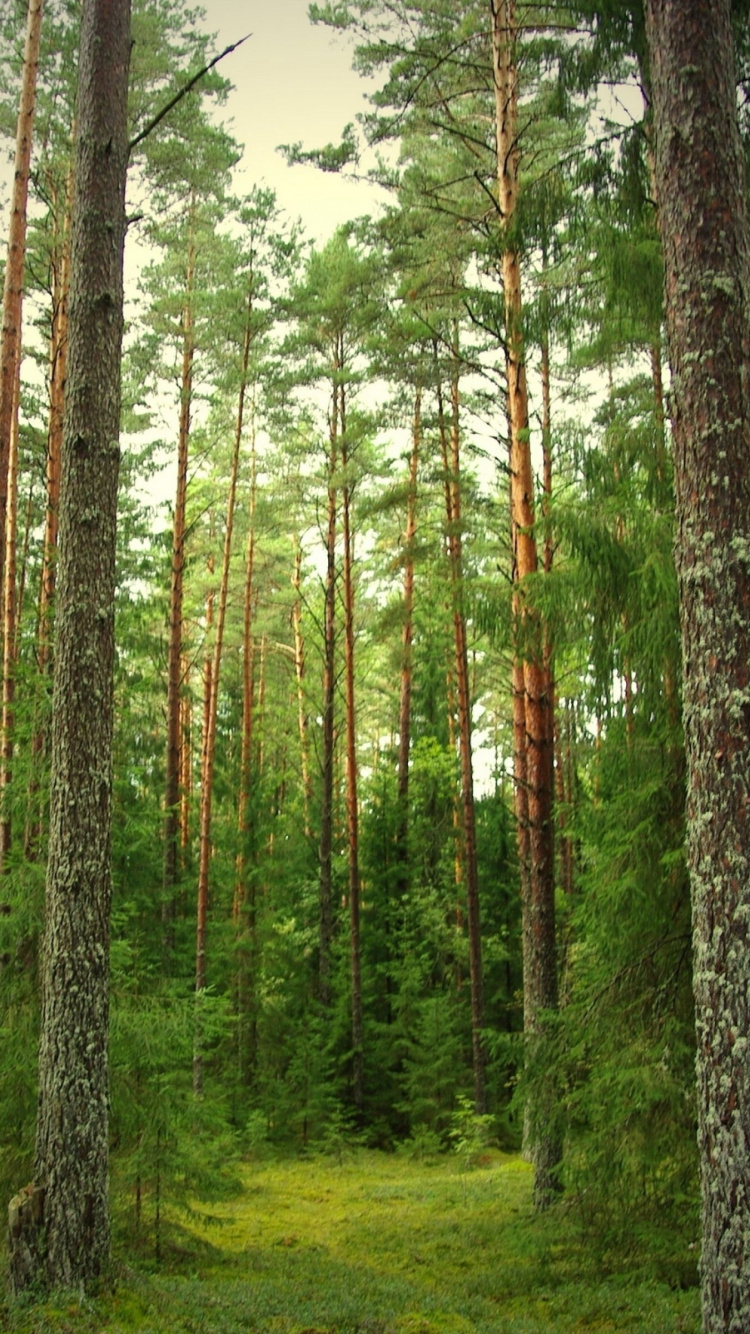 Árboles Verdes en el Campo de Hierba Verde Durante el Día. Wallpaper in 750x1334 Resolution
