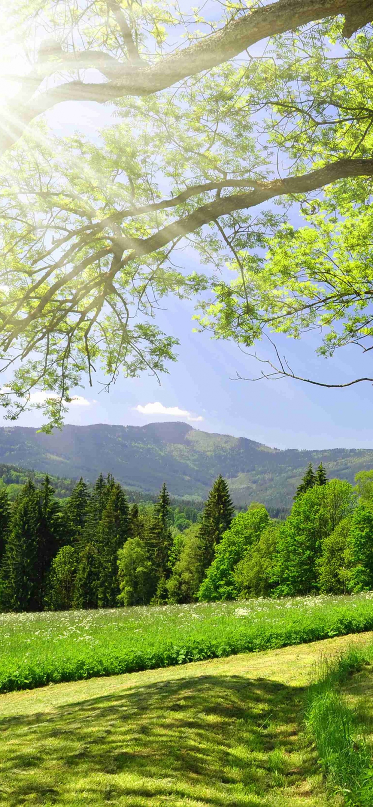 自然景观, 性质, 绿色的, 阳光, 自然环境 壁纸 1242x2688 允许