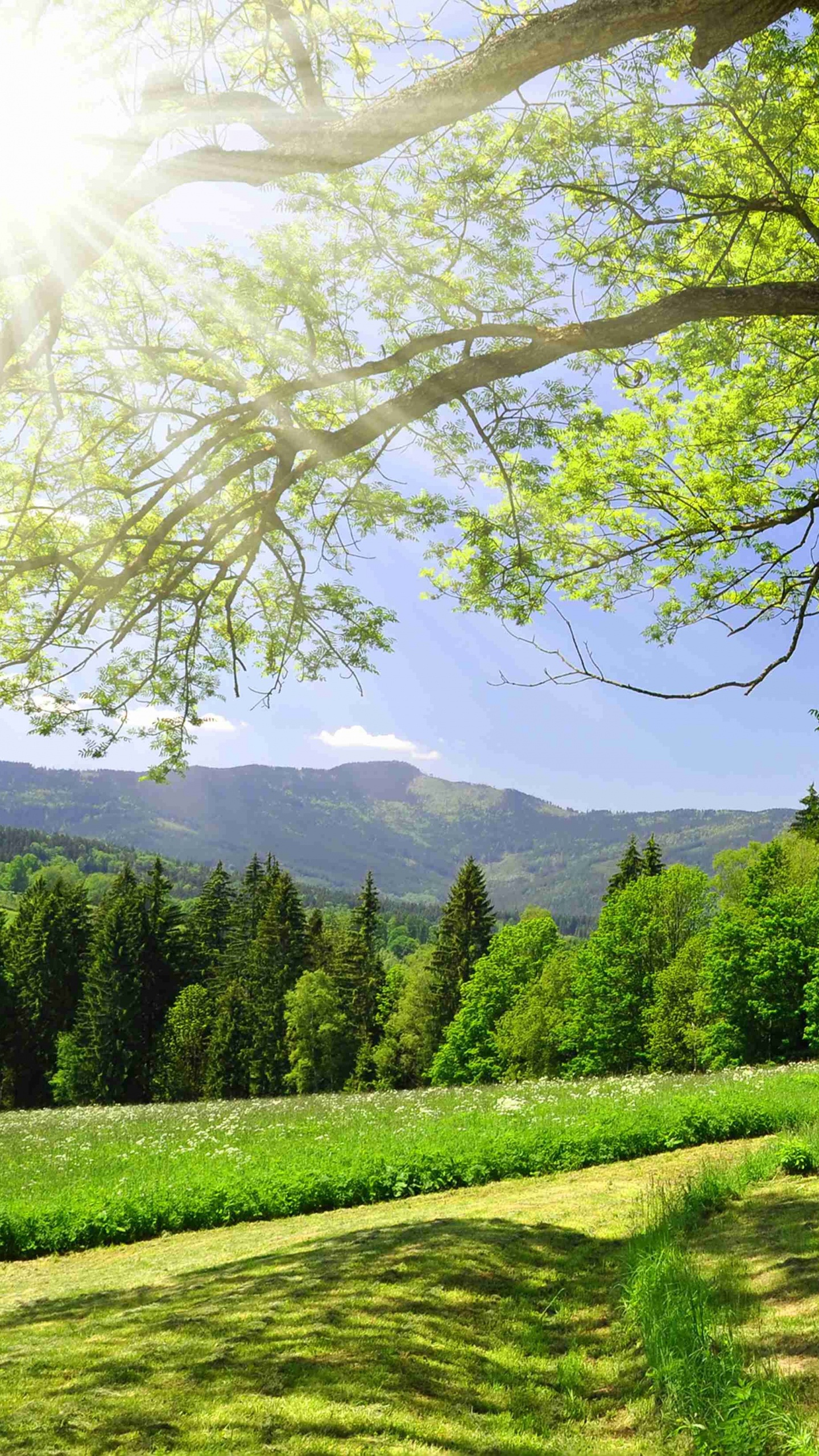 自然景观, 性质, 绿色的, 阳光, 自然环境 壁纸 1440x2560 允许