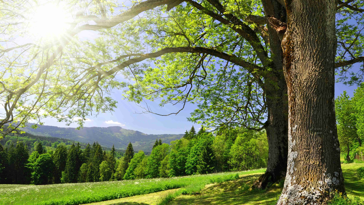 Natural Landscape, Tree, Nature, Green, Sunlight. Wallpaper in 1280x720 Resolution