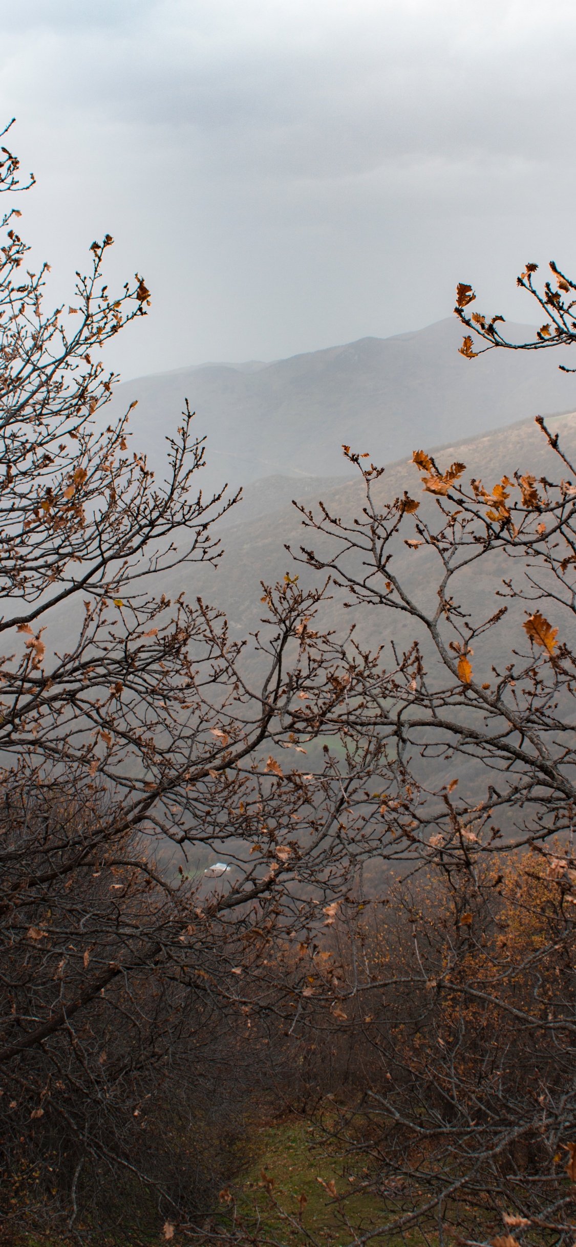 Autumn, Tree, Branch, Leaf, Vegetation. Wallpaper in 1125x2436 Resolution