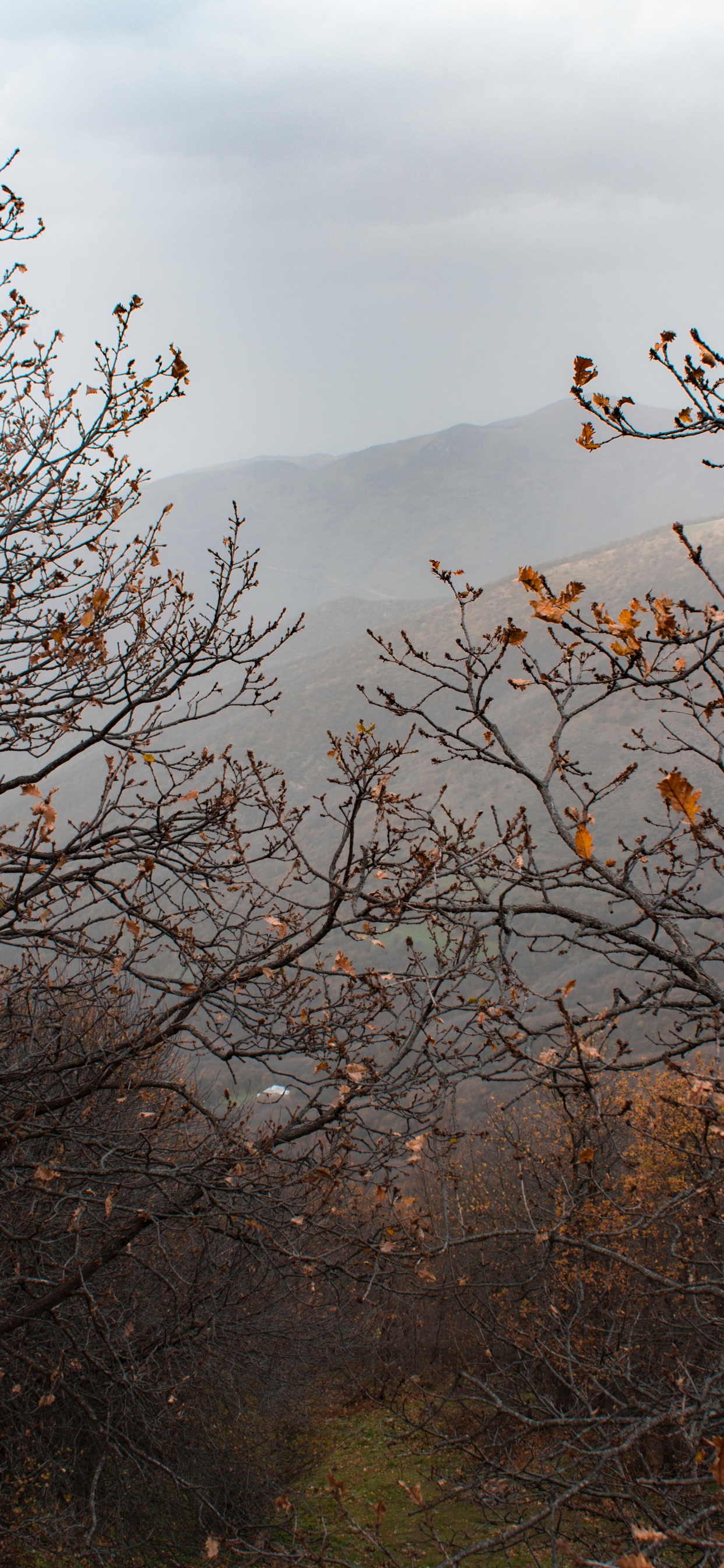 Autumn, Tree, Branch, Leaf, Vegetation. Wallpaper in 1242x2688 Resolution