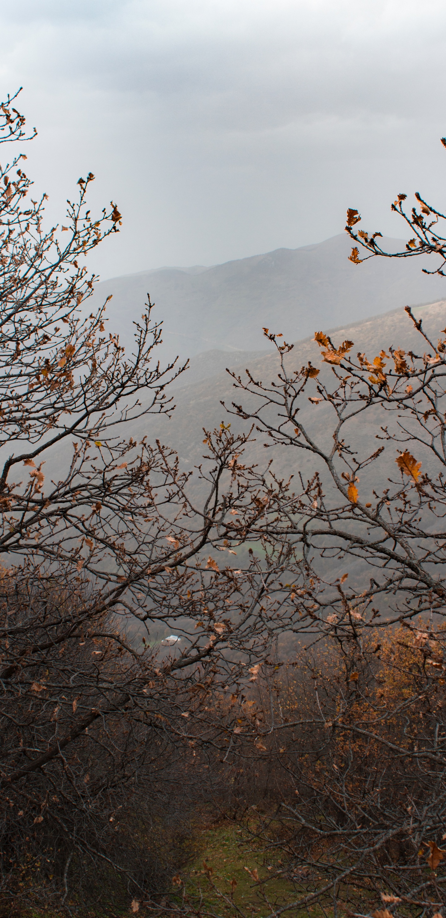 Herbst, Baum, Branch, Blatt, Vegetation. Wallpaper in 1440x2960 Resolution