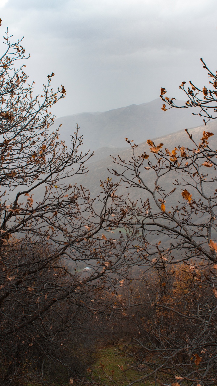 Herbst, Baum, Branch, Blatt, Vegetation. Wallpaper in 720x1280 Resolution