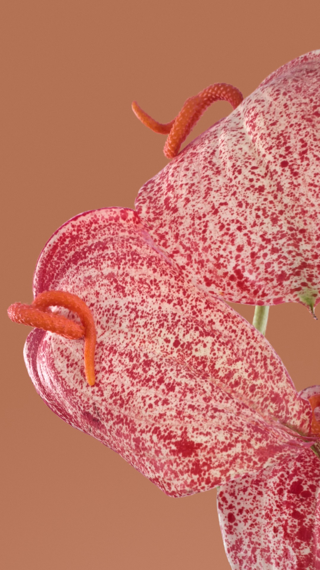 Insecte, Google Pixel 7 Pro, Smartphone, Android, Google. Wallpaper in 1080x1920 Resolution