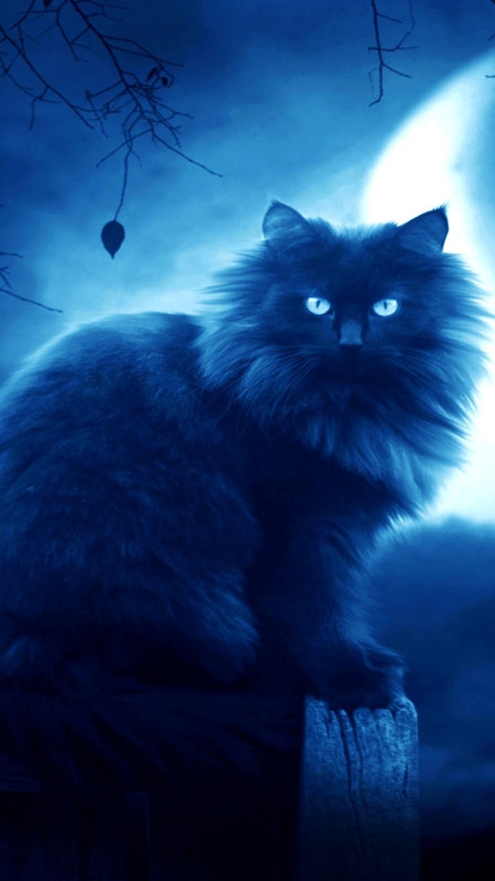 黑暗, 黑色的猫, 勇士, 萨凡纳猫, 小猫 壁纸 720x1280 允许