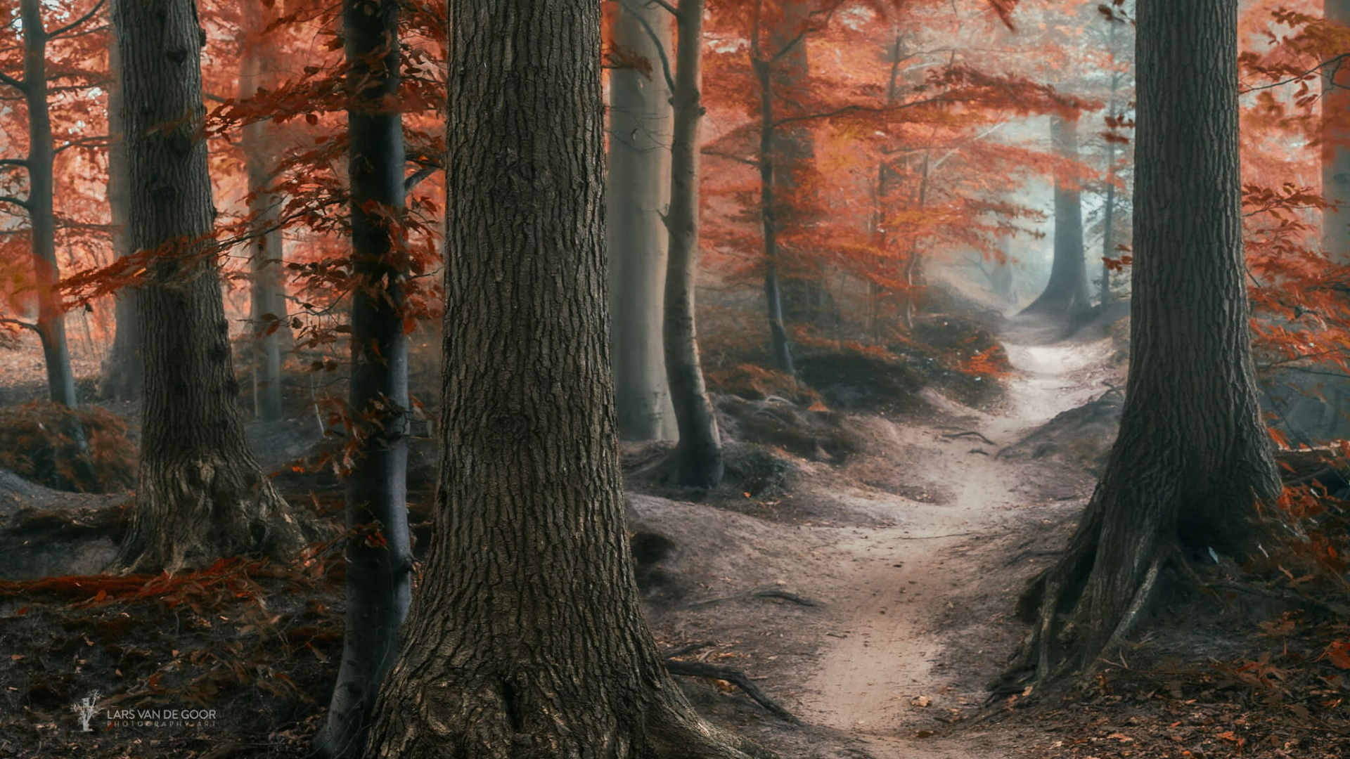 Brown Trees With Orange Leaves. Wallpaper in 1920x1080 Resolution