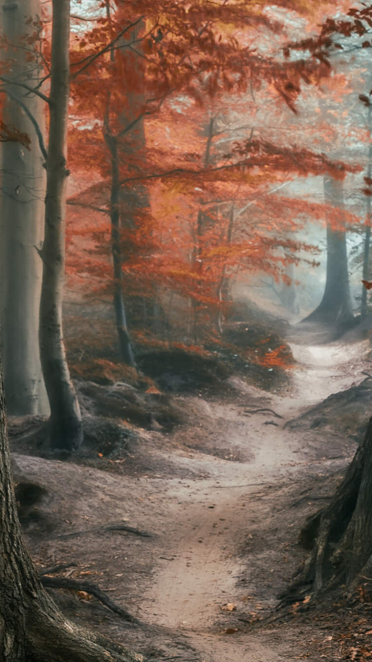 Arbres Bruns Avec Des Feuilles D'oranger. Wallpaper in 750x1334 Resolution