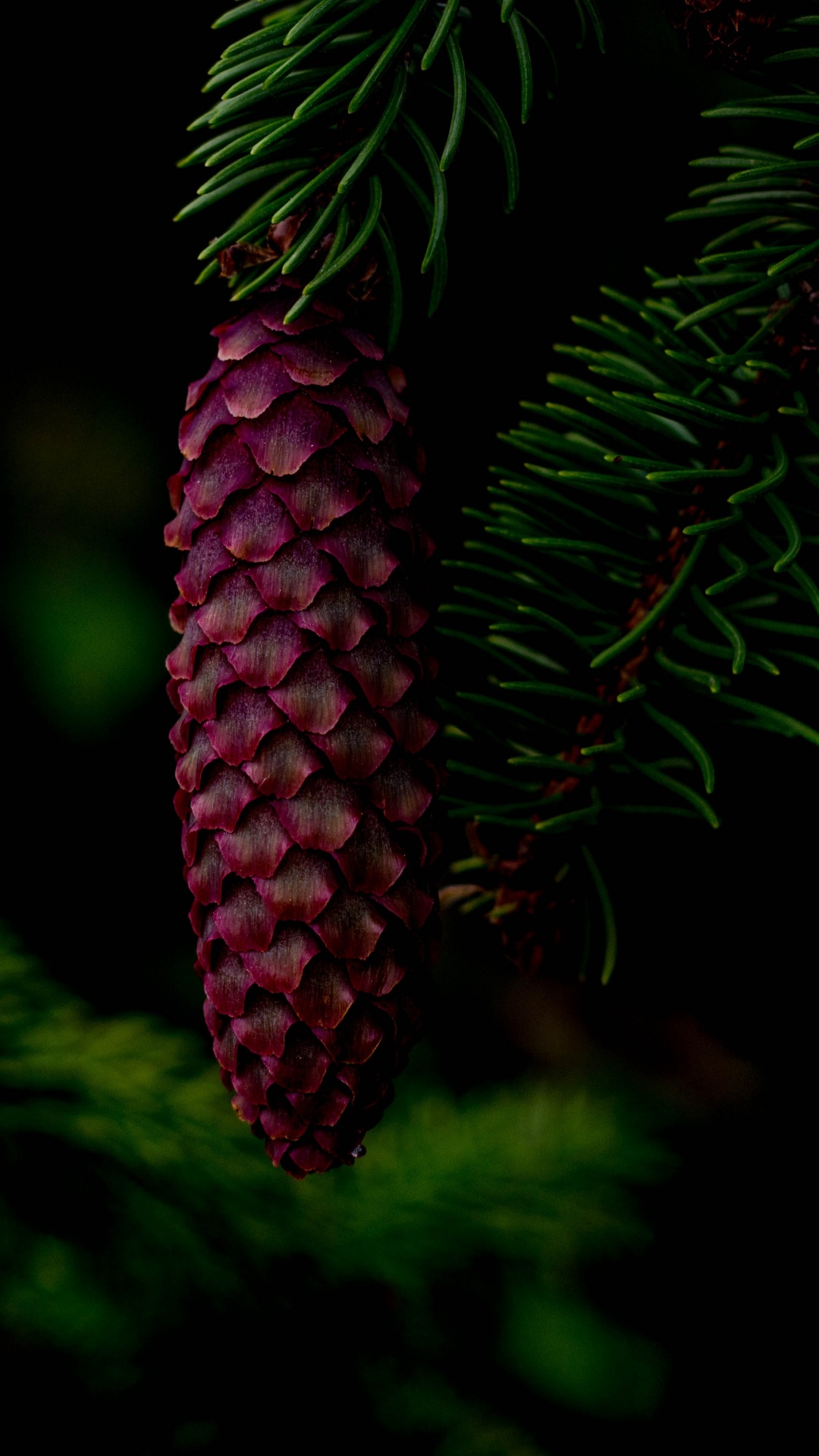 Red Pine Cone on Green Pine Tree. Wallpaper in 1080x1920 Resolution