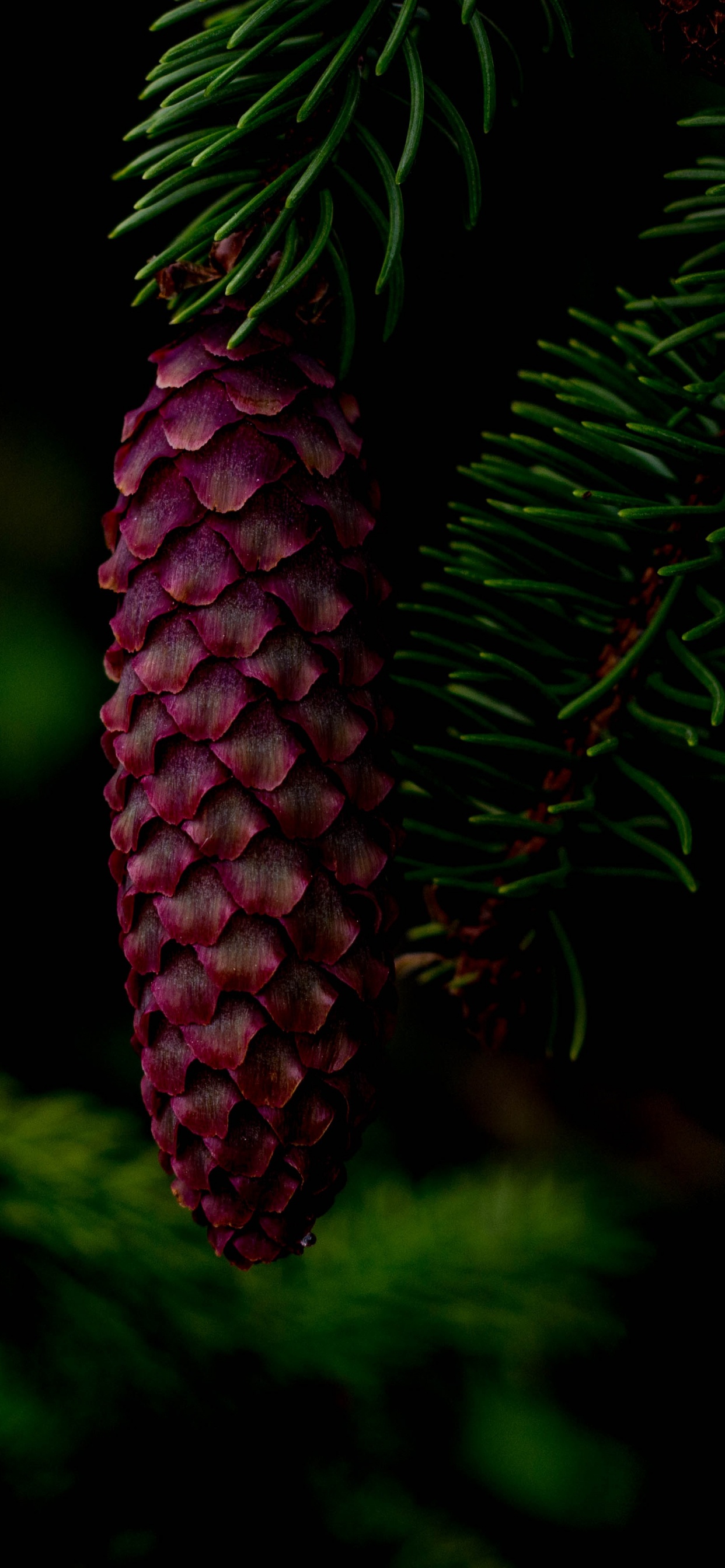 Red Pine Cone on Green Pine Tree. Wallpaper in 1242x2688 Resolution