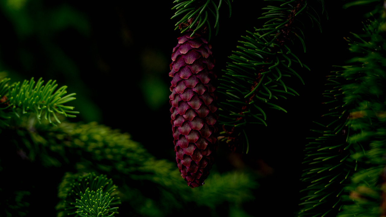 Red Pine Cone on Green Pine Tree. Wallpaper in 1280x720 Resolution
