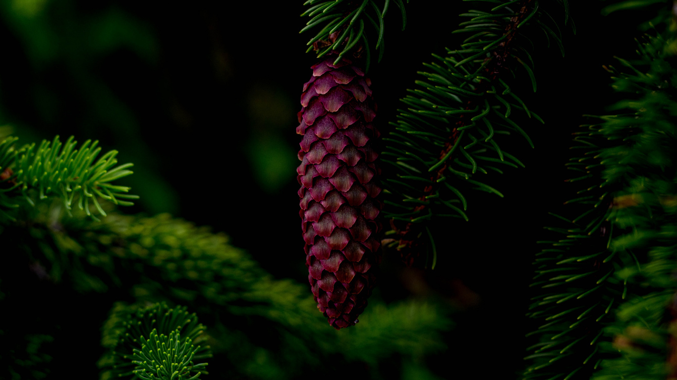 Red Pine Cone on Green Pine Tree. Wallpaper in 1366x768 Resolution