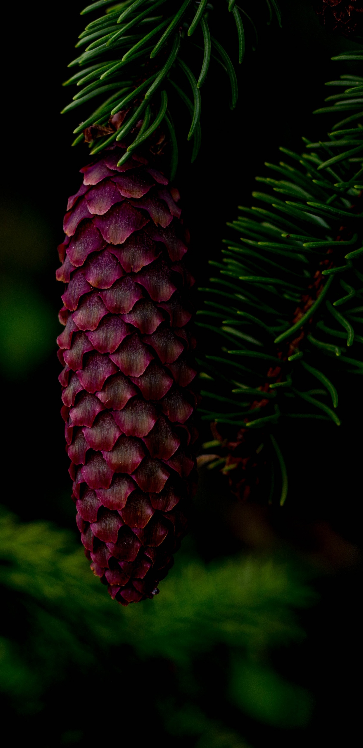 Red Pine Cone on Green Pine Tree. Wallpaper in 1440x2960 Resolution