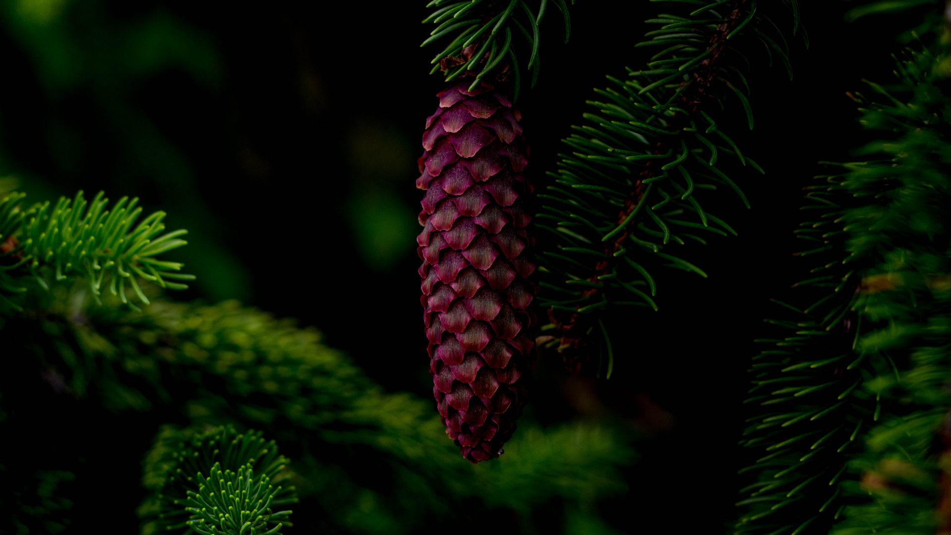 Red Pine Cone on Green Pine Tree. Wallpaper in 1920x1080 Resolution