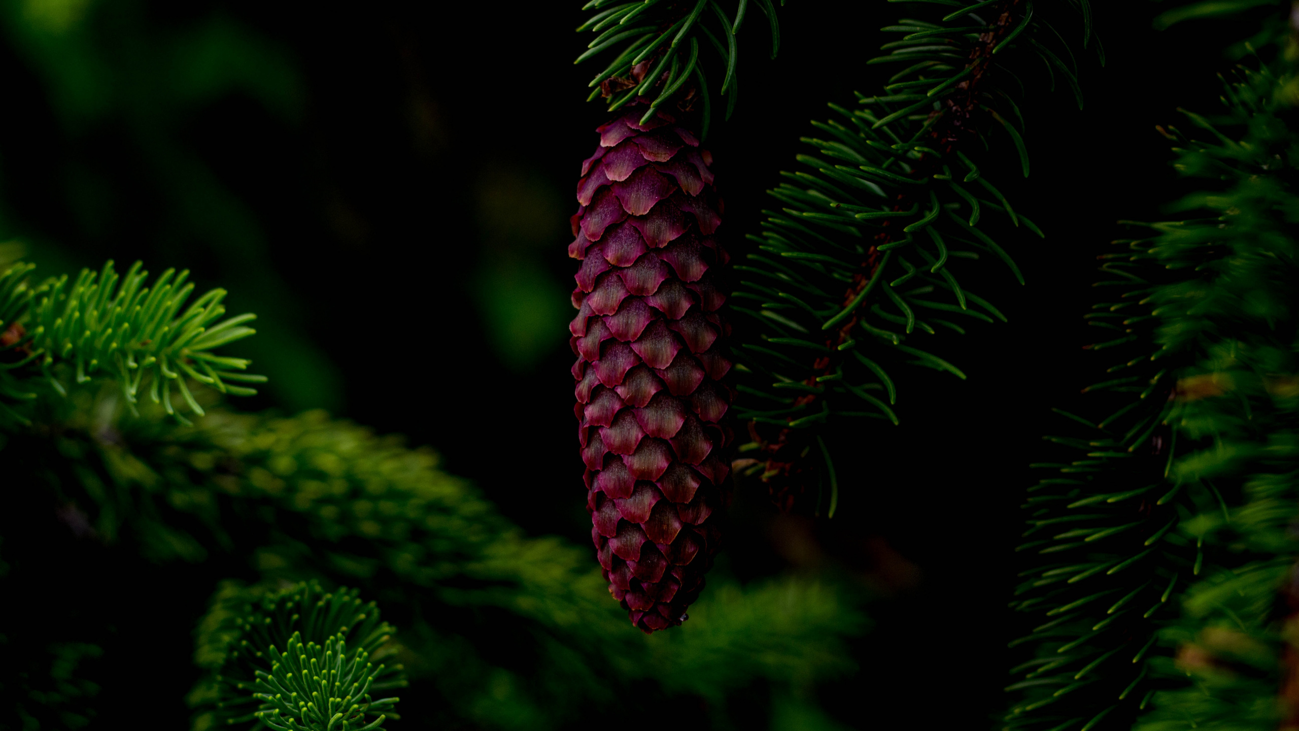 Red Pine Cone on Green Pine Tree. Wallpaper in 2560x1440 Resolution