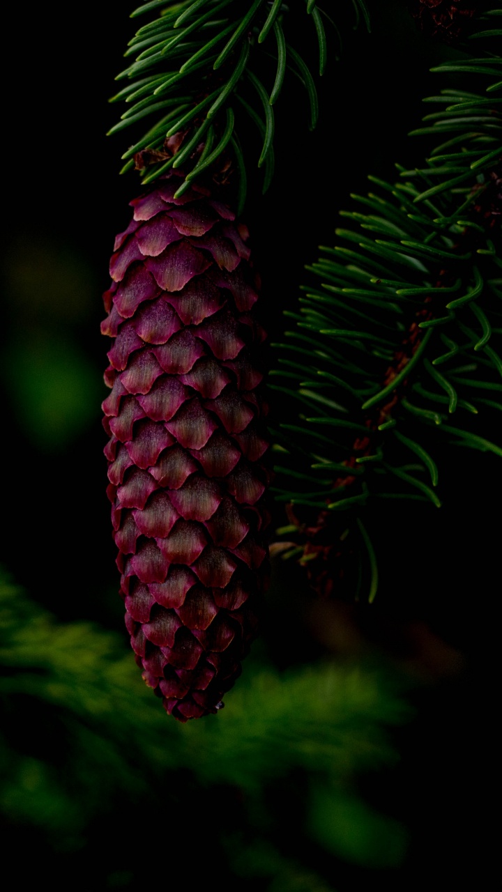 Red Pine Cone on Green Pine Tree. Wallpaper in 720x1280 Resolution