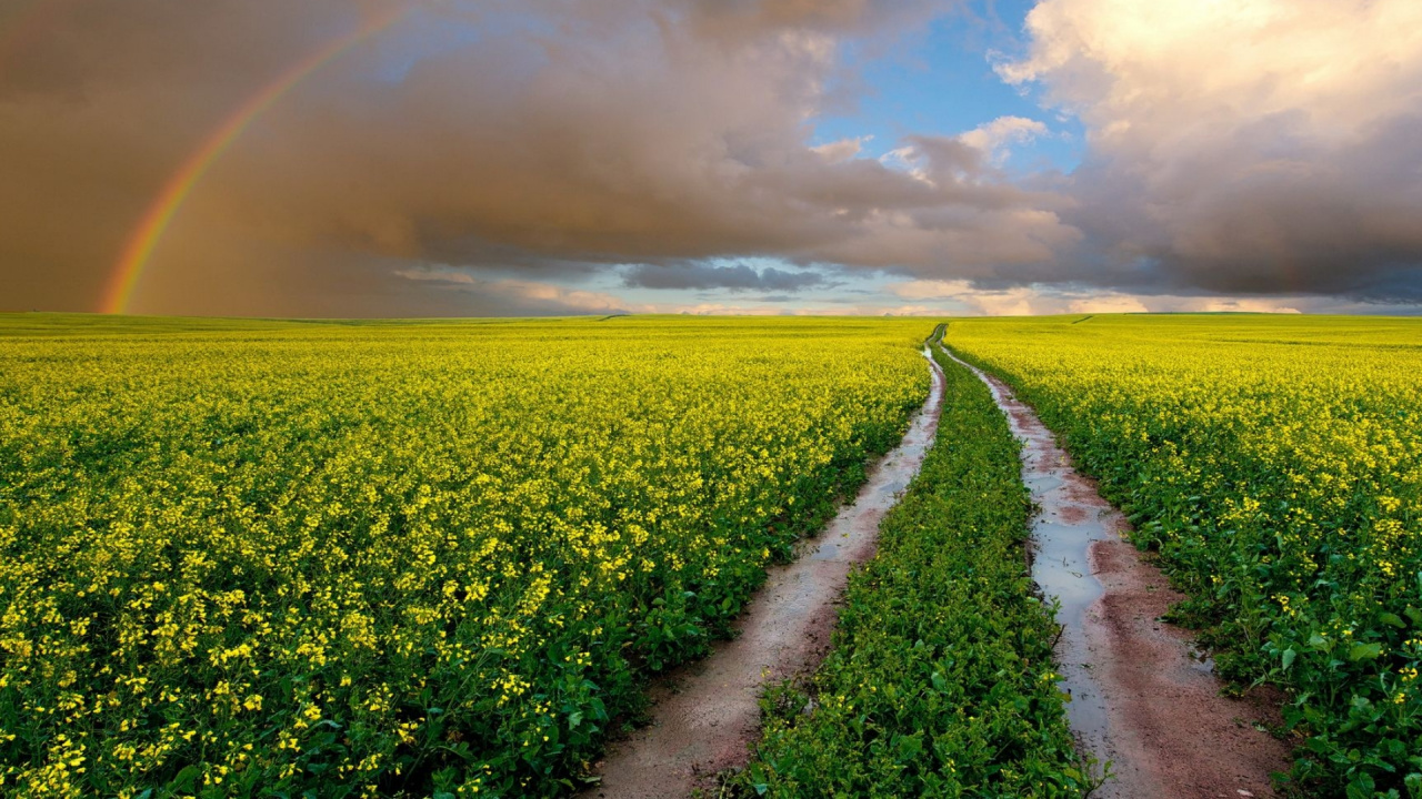 Rainbow, Flower, Cloud, Plant, Daytime. Wallpaper in 1280x720 Resolution