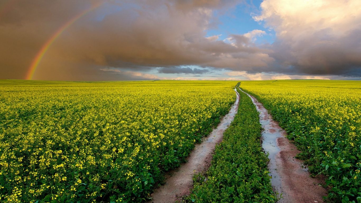 Rainbow, la Journée, L'écorégion, Green, Lumière. Wallpaper in 1366x768 Resolution