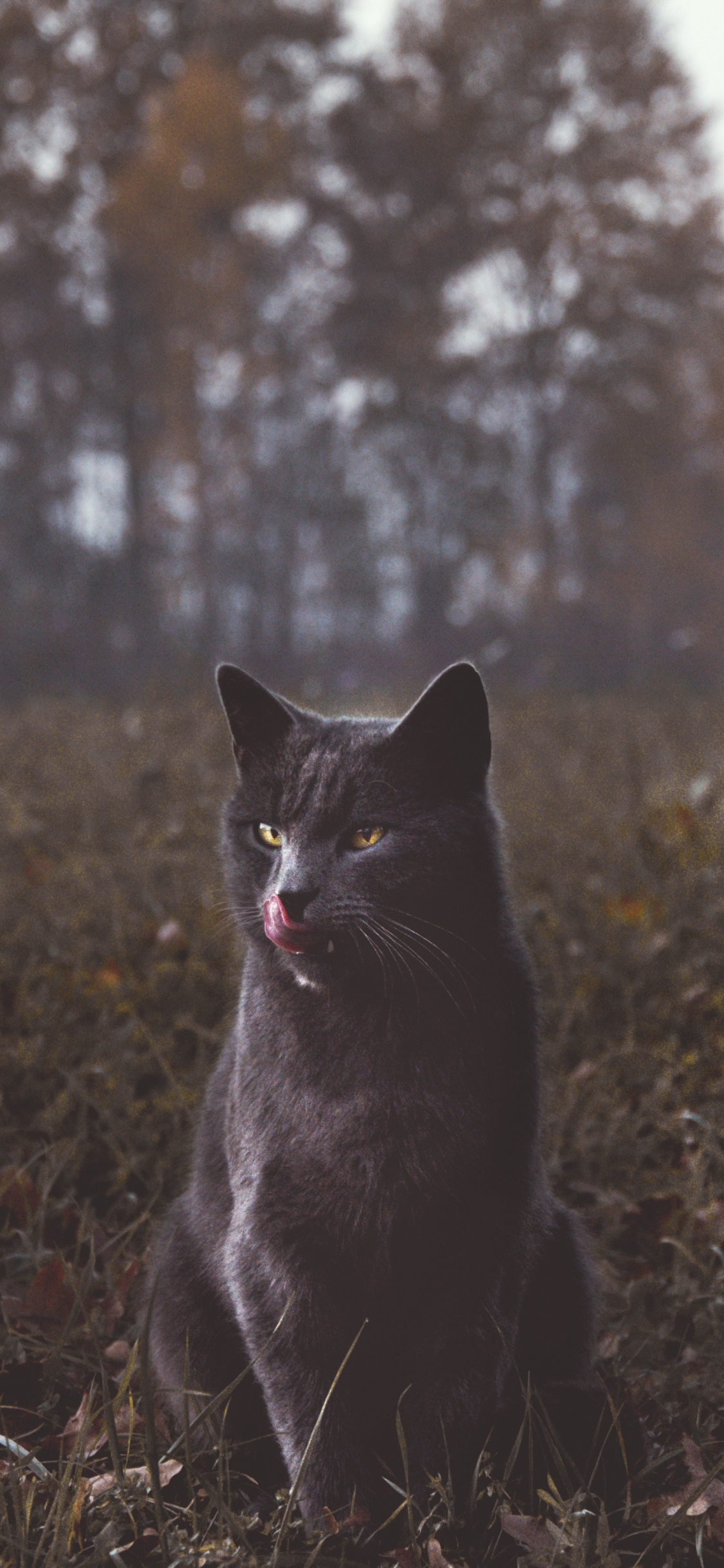 Chat Noir Sur L'herbe Verte Pendant la Journée. Wallpaper in 1125x2436 Resolution