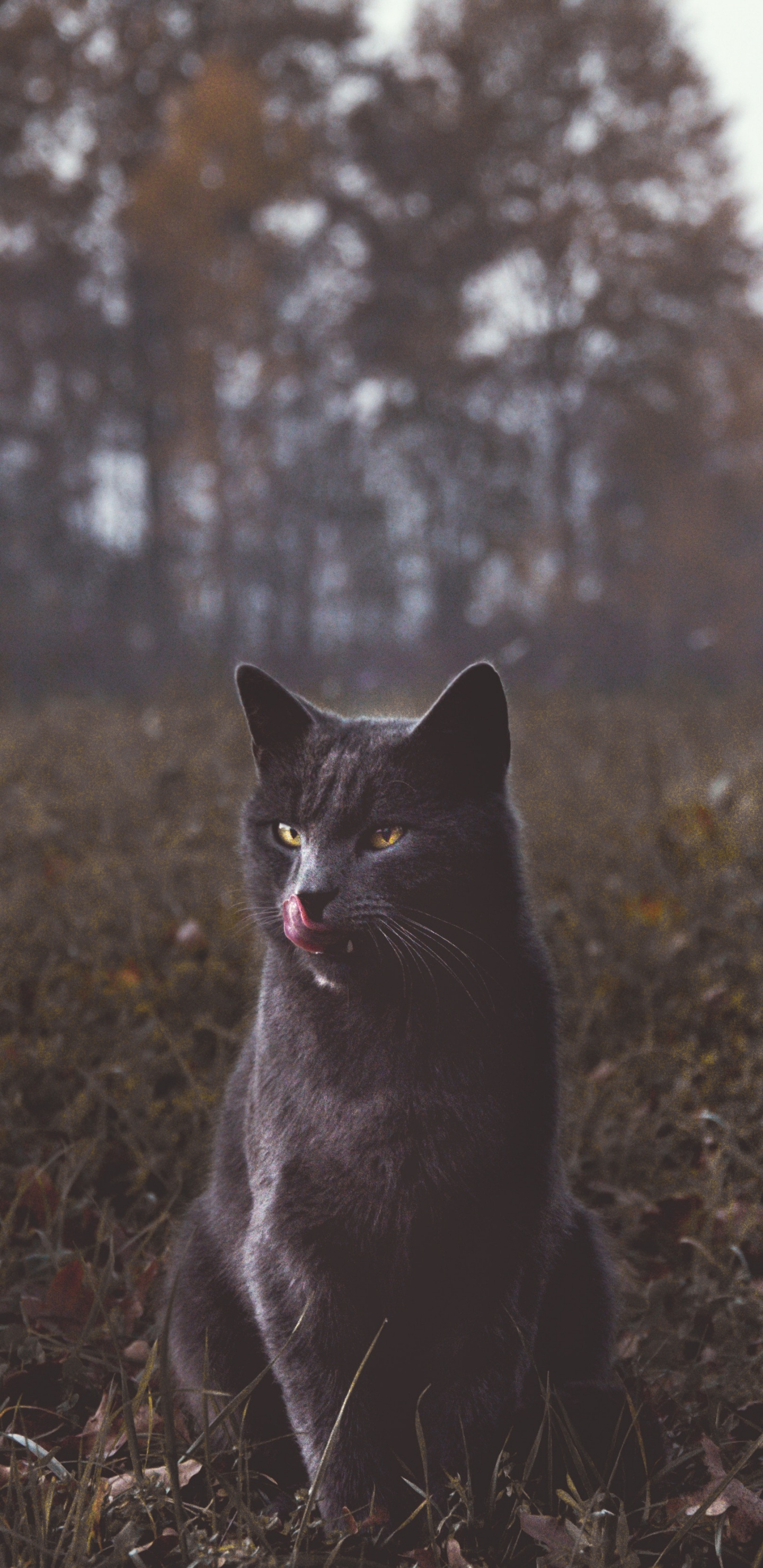 Chat Noir Sur L'herbe Verte Pendant la Journée. Wallpaper in 1440x2960 Resolution